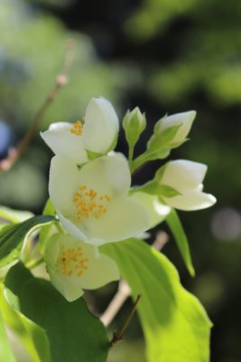 Philadelphus coronarius 'Variegata' - pustoryl věncový - květ